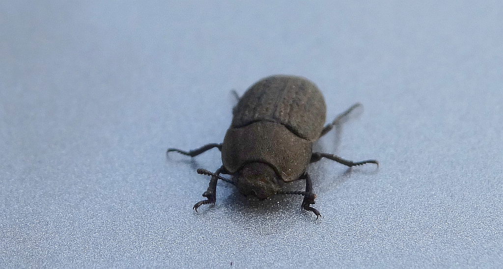 Omrzel piaskowy (Opatrum sabulosum)