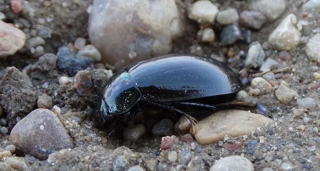Kałużnik biegaczowaty (Hydrophilus caraboides)