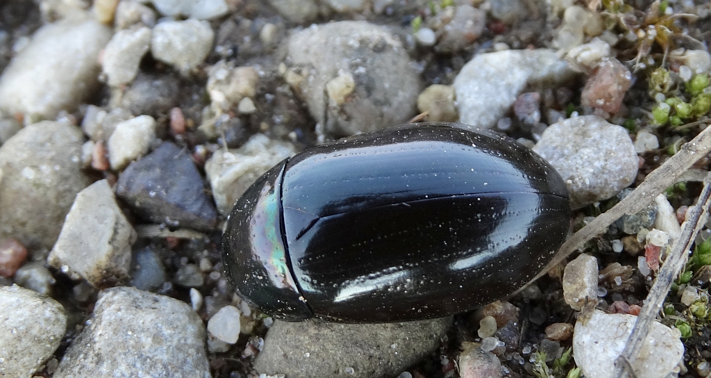 Kałużnik biegaczowaty (Hydrophilus caraboides)