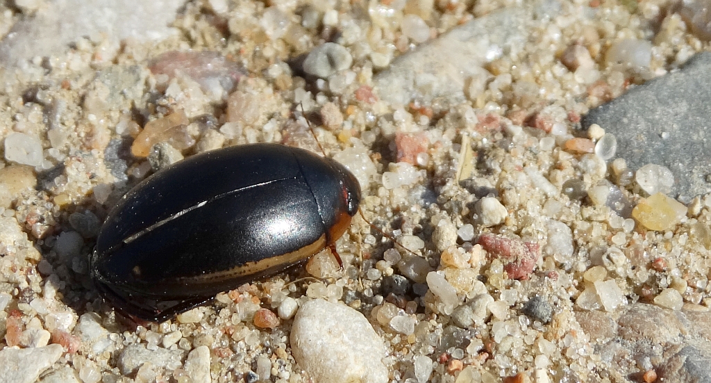 Topień (Cybister lateralimarginalis)