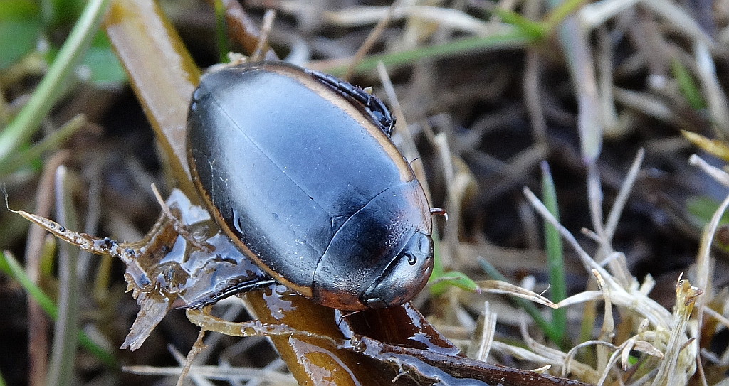 Topień (Cybister lateralimarginalis)