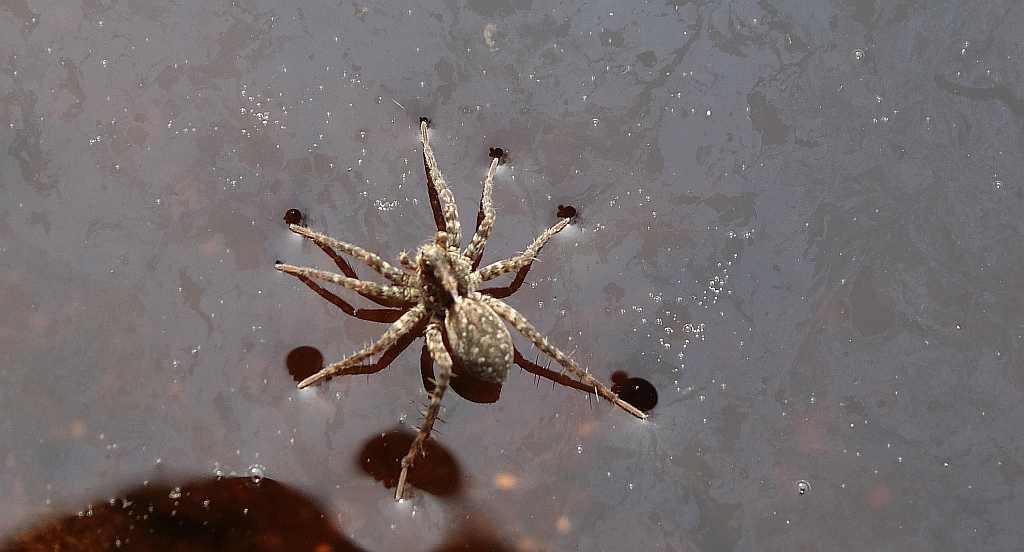 Wałęsak (Pardosa sp.)