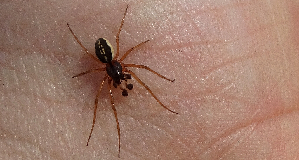 Gruboszczękowiec większy (Pachygnatha clercki)