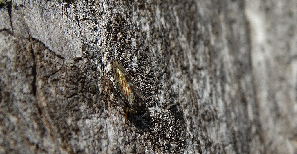 Skoczek topolowiec (Rhytidodus decimusquartus)