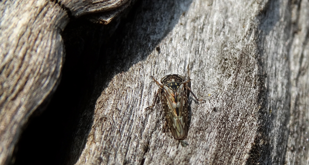 Skoczek topolowiec (Rhytidodus decimusquartus)