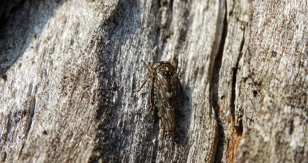 Skoczek topolowiec (Rhytidodus decimusquartus)