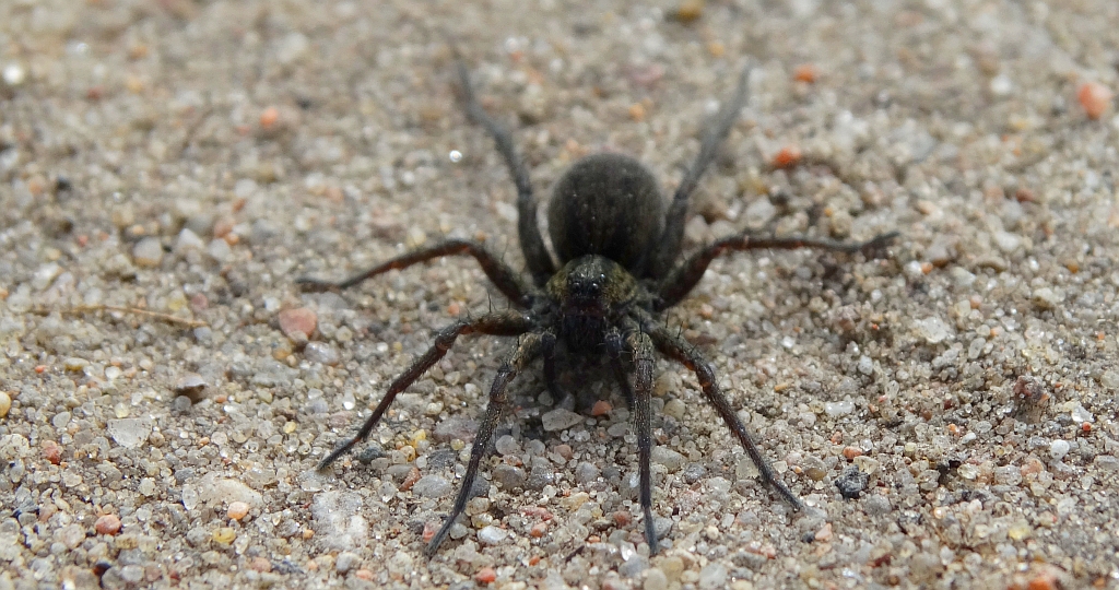 Krzeczek naziemnik (Trochosa terricola)