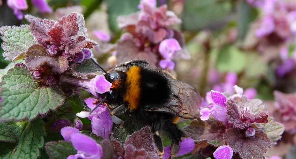 Trzmiel ziemny (Bombus terrestris L.)
