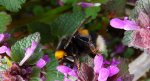 Trzmiel ziemny (Bombus terrestris L.)