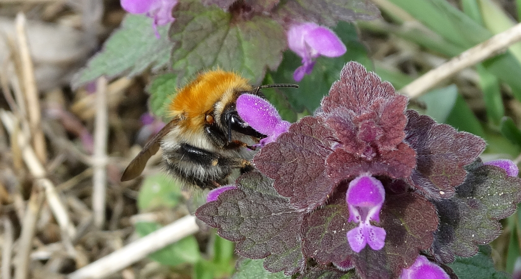 Trzmiel rudy (Bombus pascuorum)