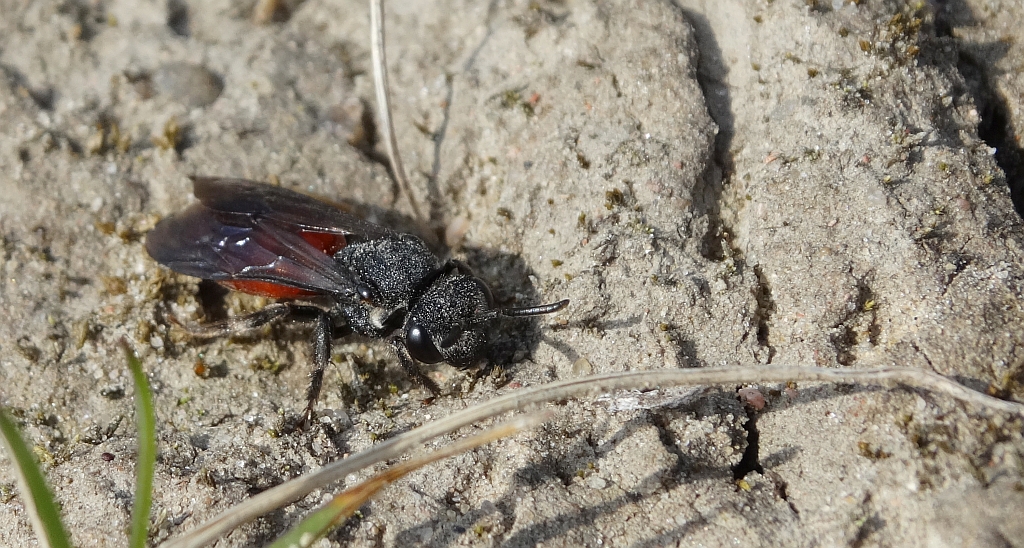 Nęczyn (Sphecodes sp.)