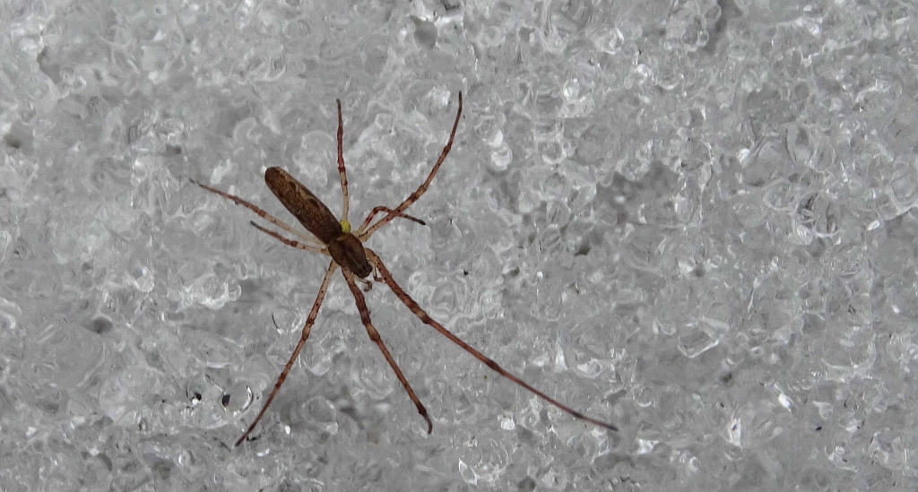 Kwadratnik (Tetragnatha sp.)