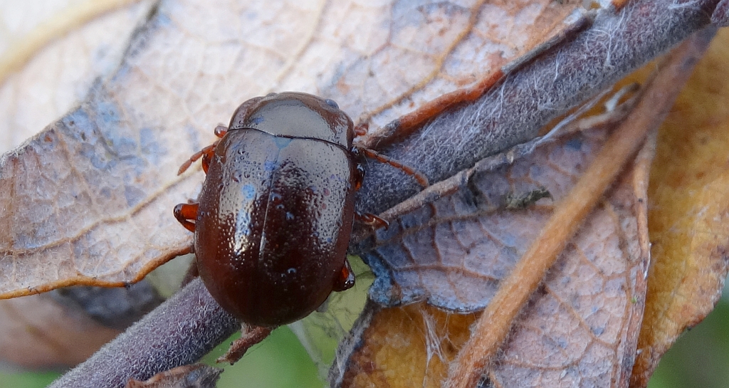 Złotka nadwodna (Chrysolina staphylea)