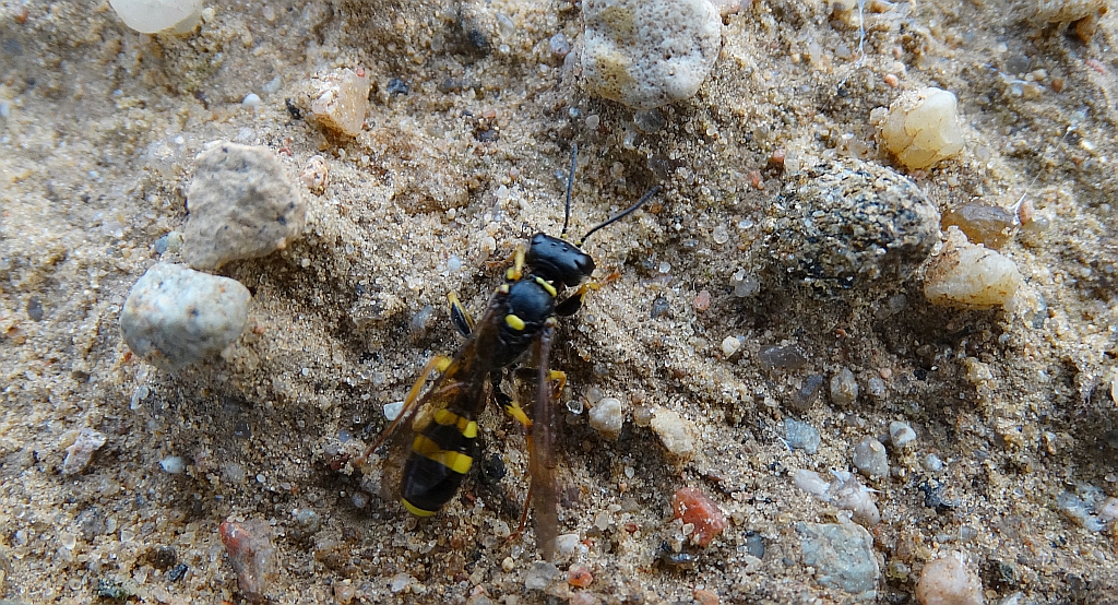 Miodwa łąkowa (Mellinus arvensis)