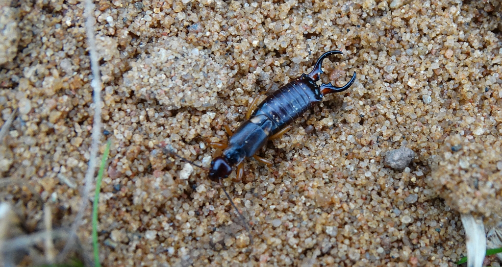 Skorek pospolity, szczypawka (Forficula auricularia)