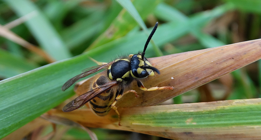 Osa dachowa (Vespula germanica)