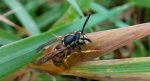 Osa dachowa (Vespula germanica)