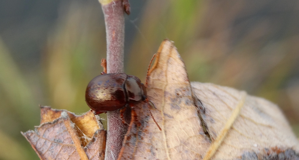 Złotka nadwodna (Chrysolina staphylea)