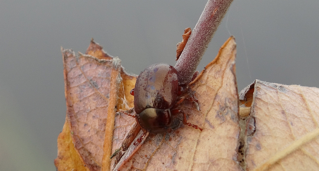 Złotka nadwodna (Chrysolina staphylea)