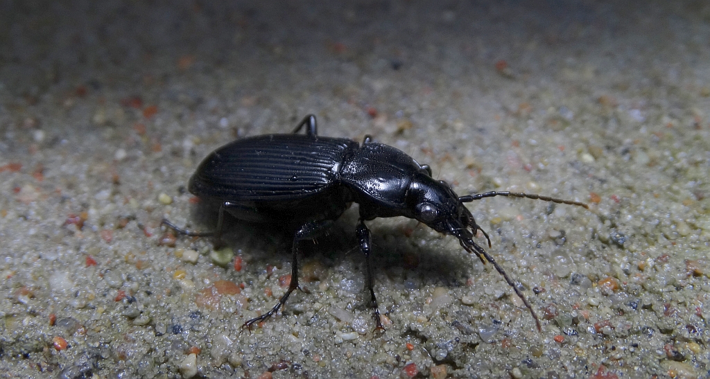 Drogoń (Poecilus lepidus)