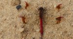 Szablak przepasany, szablak górski (Sympetrum pedemontanum)