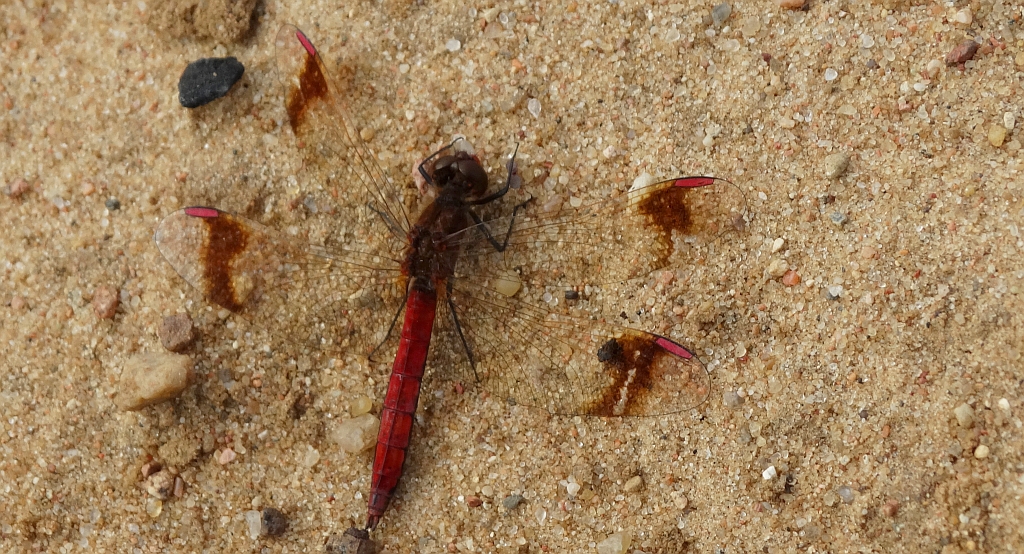 Szablak przepasany, szablak górski (Sympetrum pedemontanum)