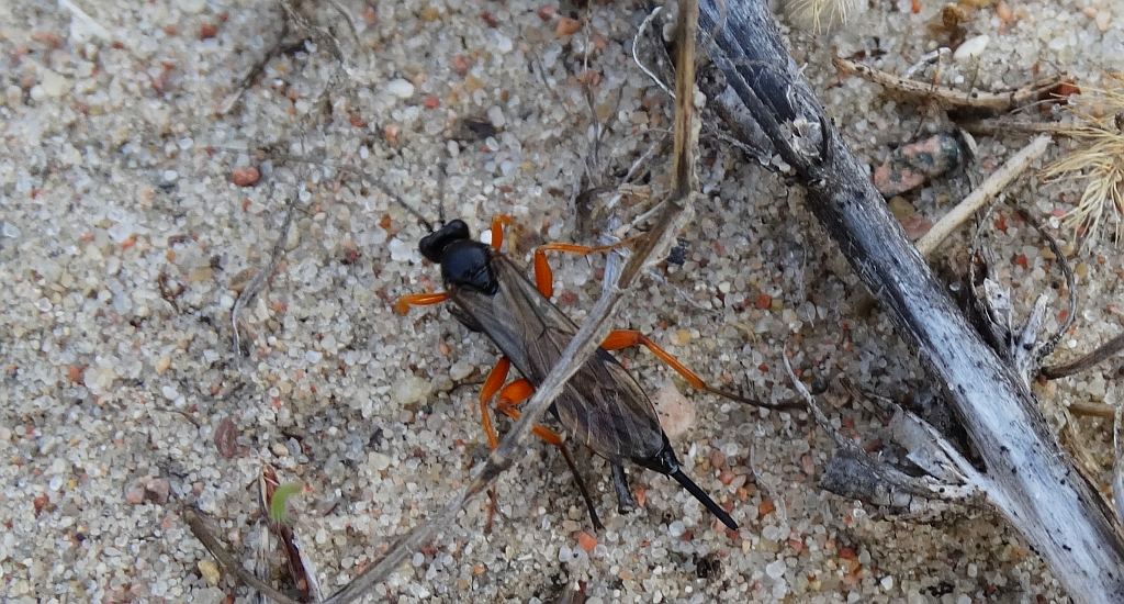 Pimpla instigator lub Rufipes hypochondriaca