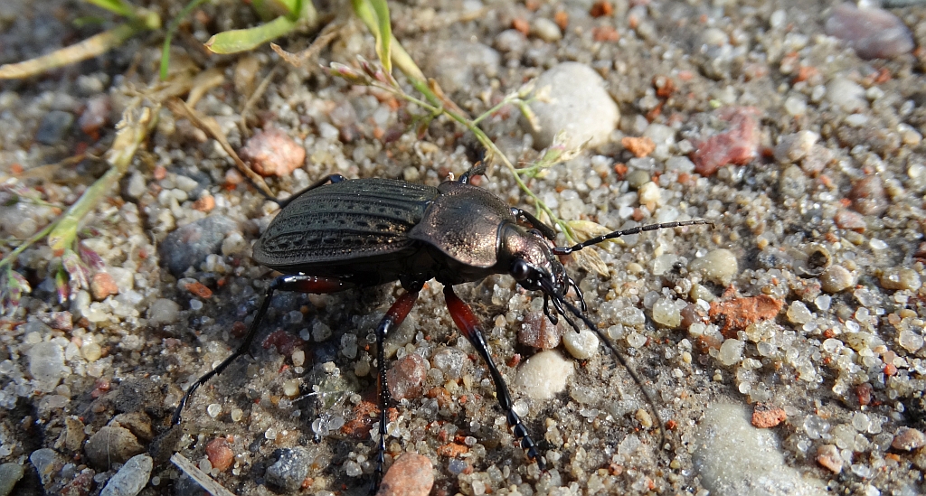 Biegacz granulowany (Carabus granulatus)