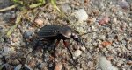 Biegacz granulowany (Carabus granulatus)
