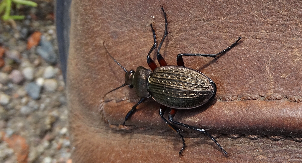 Biegacz granulowany (Carabus granulatus)
