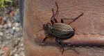 Biegacz granulowany (Carabus granulatus)