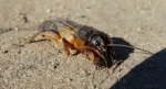 Turkuć podjadek ( Gryllotalpa gryllotalpa)