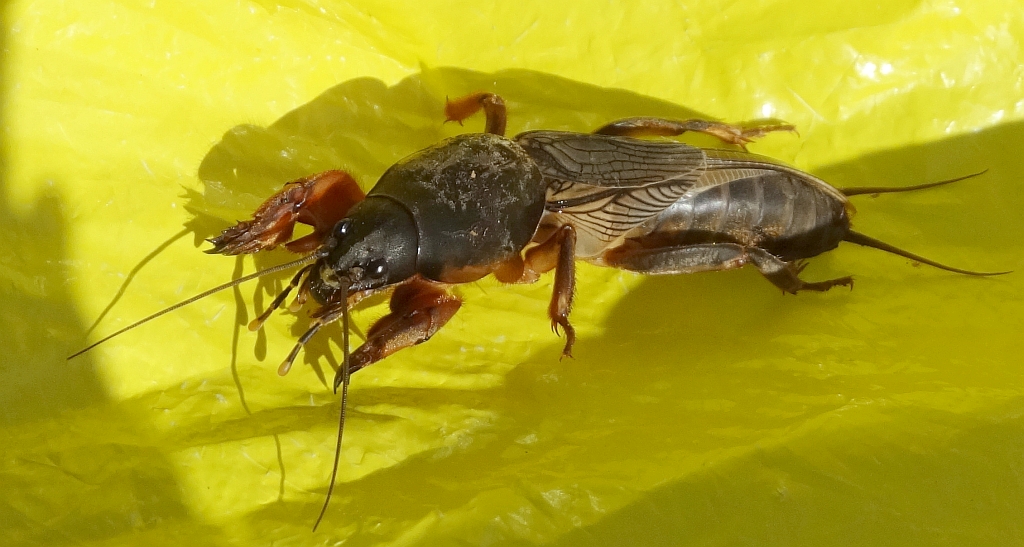 Turkuć podjadek ( Gryllotalpa gryllotalpa)