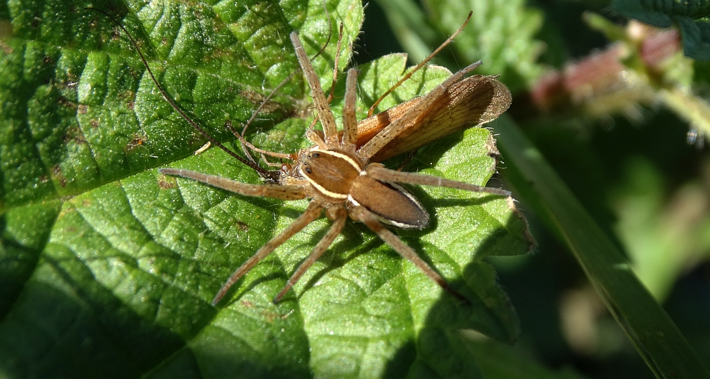 Bagnik przybrzeżny (Dolomedes fimbriatus)