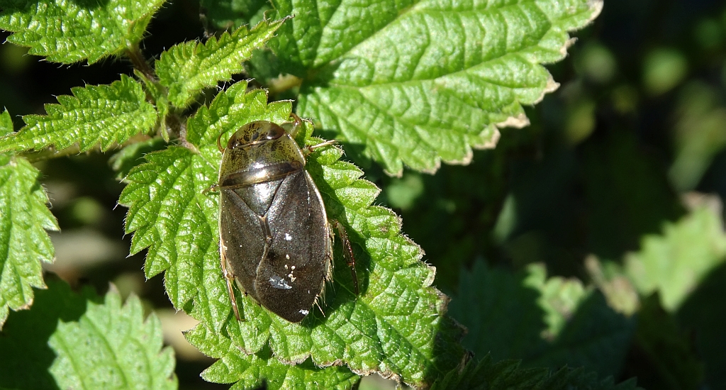 Żyrytwa pluskwowata (Ilyocoris cimicoides)