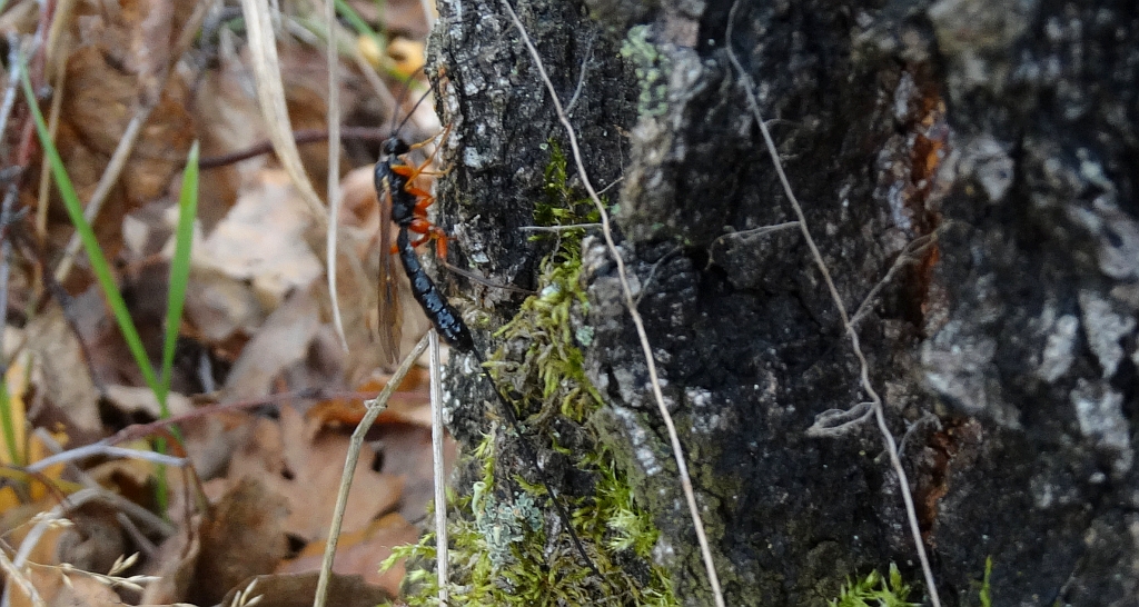 Kłowacznik władczy (Dolichomitus imperator)