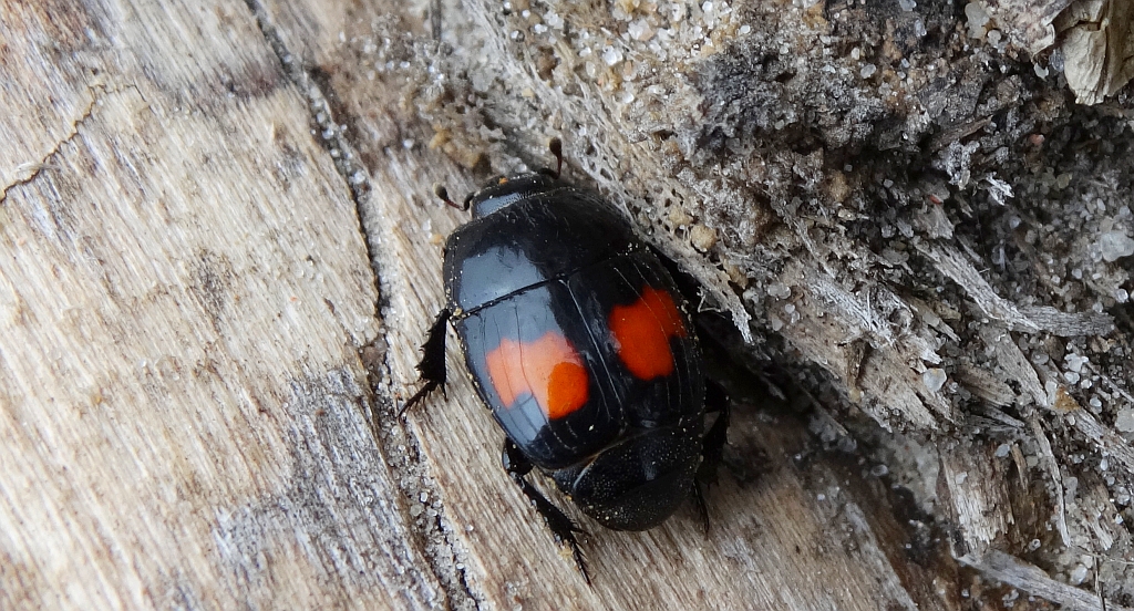 Gnilik (Margarinotus purpurascens)