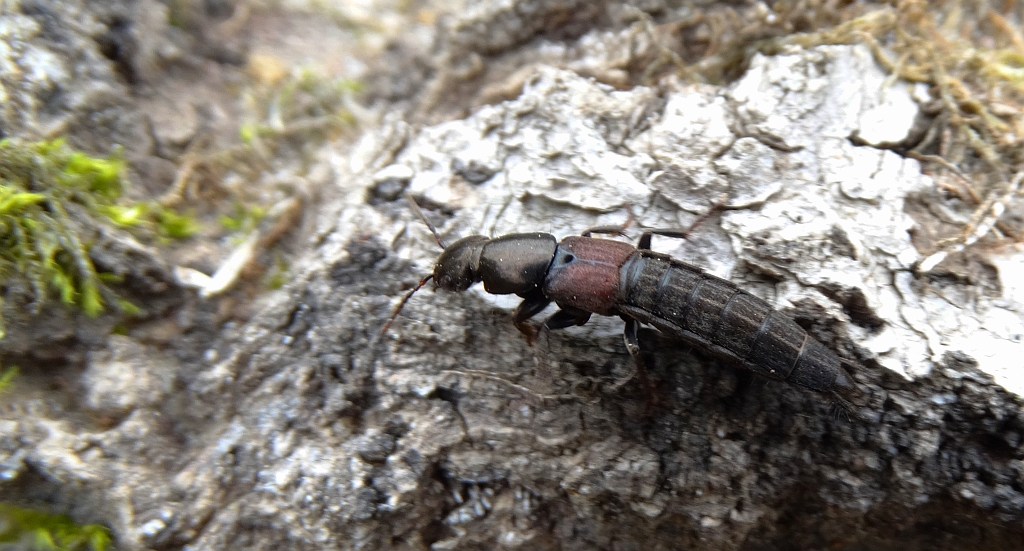 Kusak  chyba z rodzaju Atheta