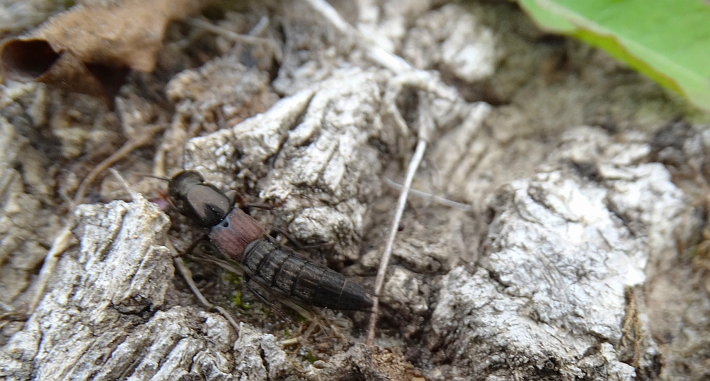 Kusak  chyba z rodzaju Atheta