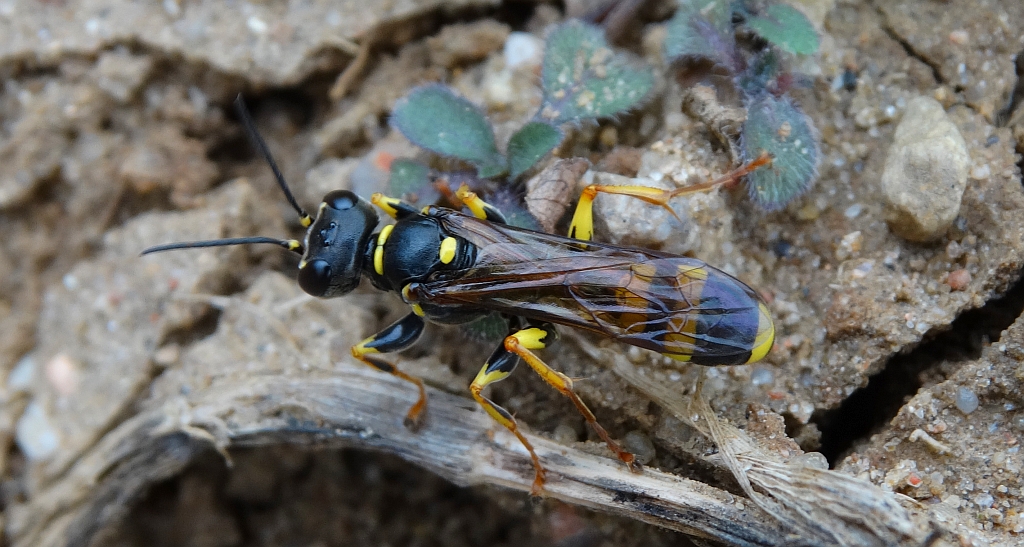 Miodwa łąkowa (Mellinus arvensis)