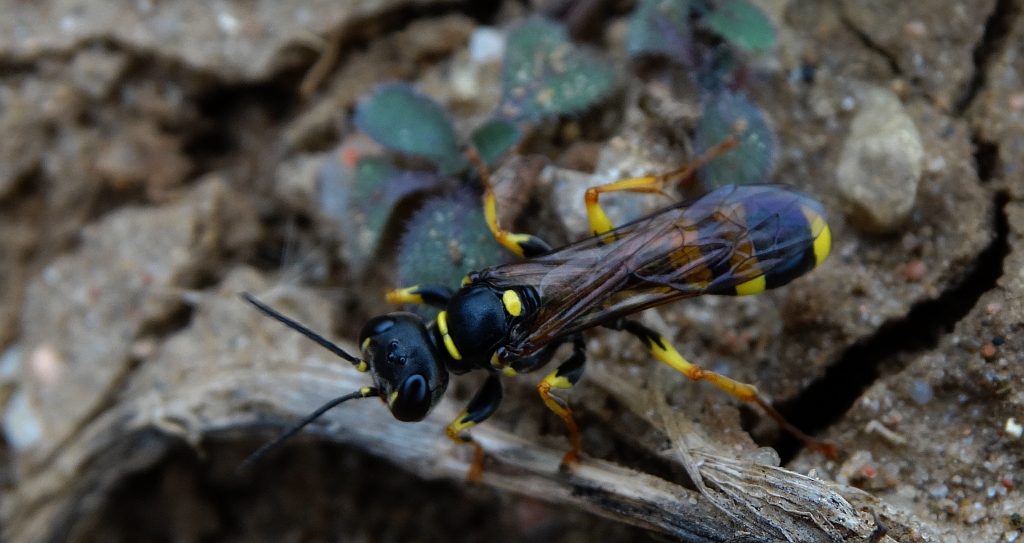 Miodwa łąkowa (Mellinus arvensis)
