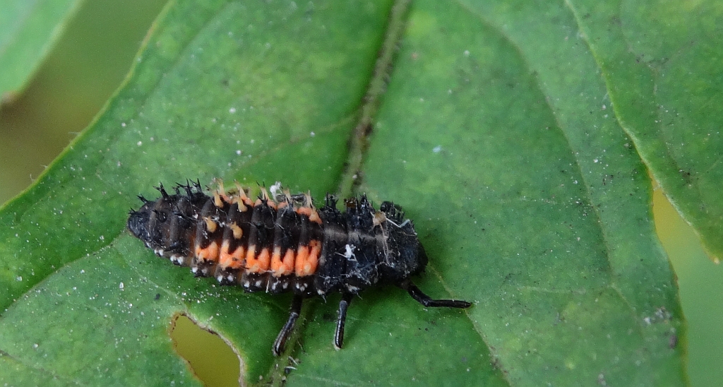 Biedronka siedmiokropka (Coccinella septempunctata)