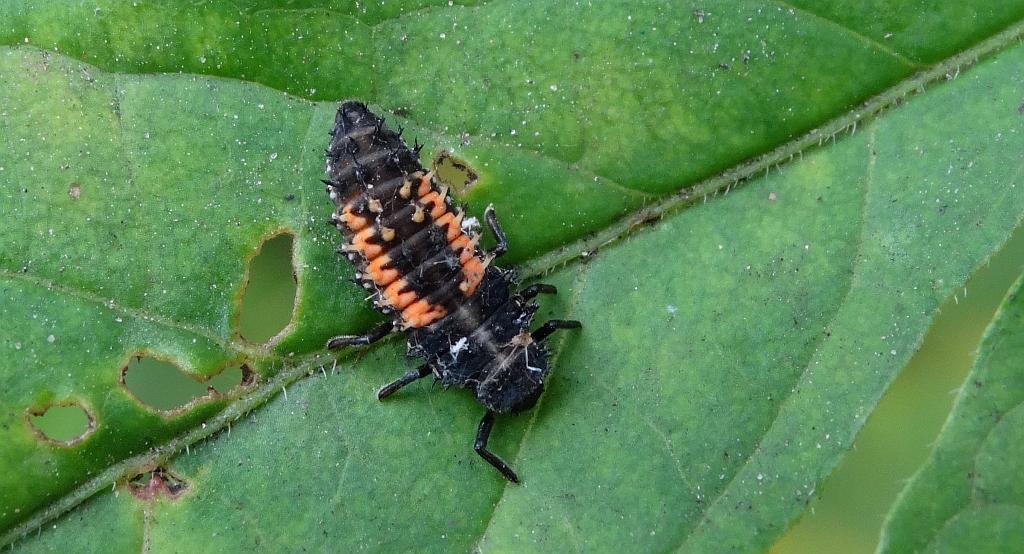 Biedronka siedmiokropka (Coccinella septempunctata)