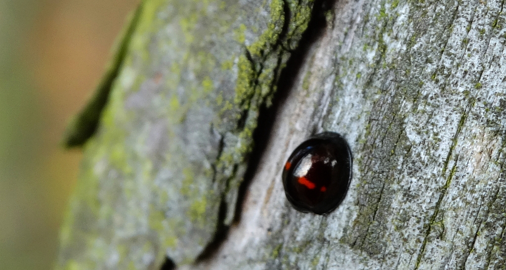 Okrajka dwuplamka (Chilocorus bipustulatus)