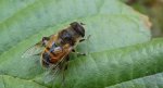 Gnojka trutniowata (Eristalis tenax)