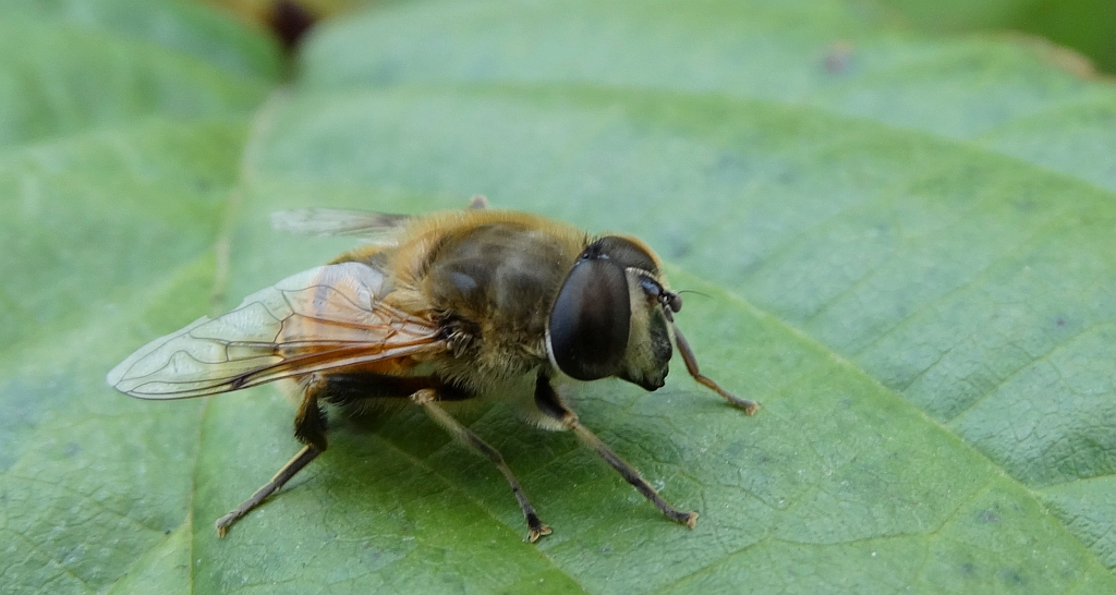 Gnojka trutniowata (Eristalis tenax)