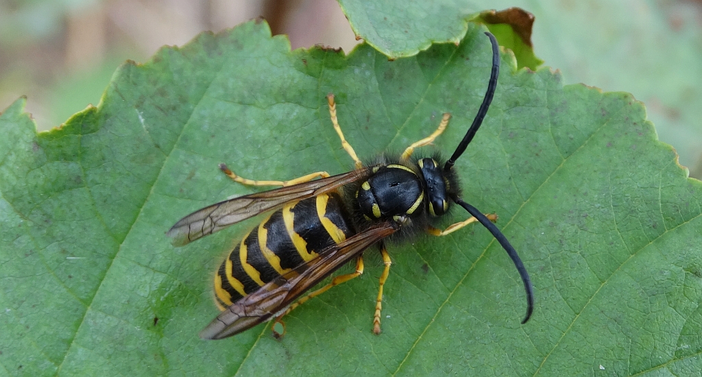 Osa pospolita (Vespula vulgaris)