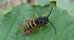 Osa pospolita (Vespula vulgaris)