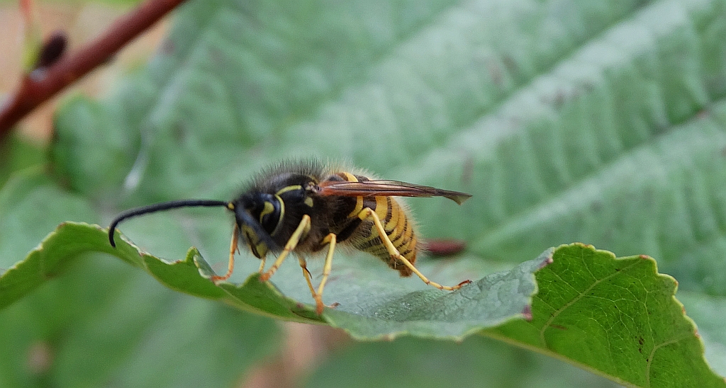 Osa pospolita (Vespula vulgaris)