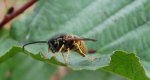 Osa pospolita (Vespula vulgaris)